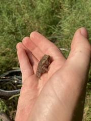 Anaxyrus americanus