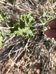 Sphaeralcea ambigua rosacea