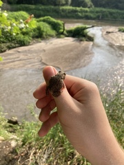 Anaxyrus americanus