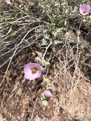 Sphaeralcea ambigua rosacea