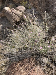 Sphaeralcea ambigua rosacea