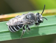 Colletes latitarsis