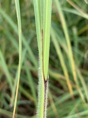 Carex atherodes