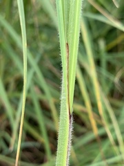 Carex atherodes