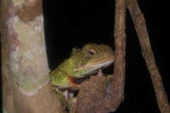 Enyalioides laticeps