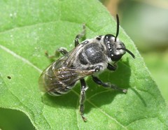 Colletes latitarsis