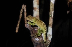 Enyalioides laticeps