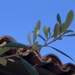 photo of Olive (Olea europaea)