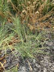 Distichlis spicata spicata