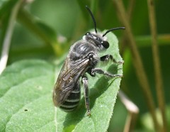 Colletes latitarsis