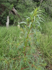 Amaranthus cannabinus