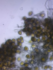 Sphaerosporium lignatile