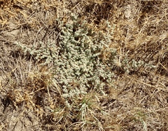 Atriplex parishii