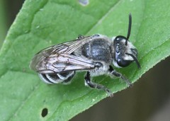 Colletes latitarsis