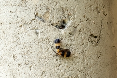 Calopteron reticulatum