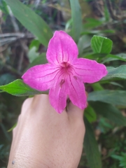 Ruellia macrantha, photograph (c) Reinaldo de Oliveira Elias, some rights reserved (CC BY)