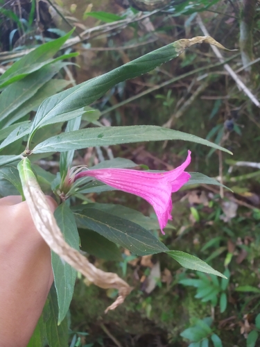 Ruellia macrantha, photograph 3