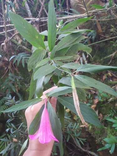Ruellia macrantha, photograph 4