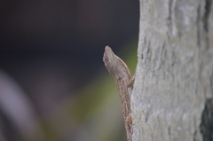 Anolis sagrei