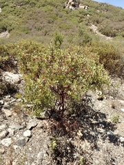 Arctostaphylos otayensis