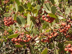 Arctostaphylos otayensis