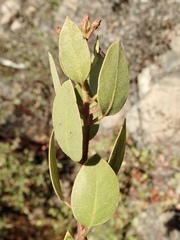 Arctostaphylos otayensis