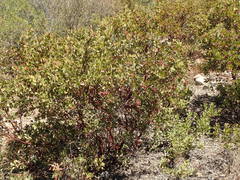 Arctostaphylos otayensis