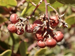 Arctostaphylos otayensis