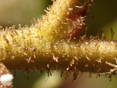 Arctostaphylos otayensis