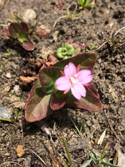 Epilobium ciliatum watsonii