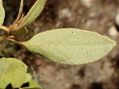 Arctostaphylos otayensis