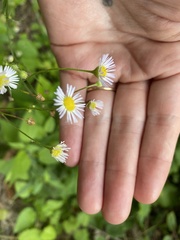 Erigeron