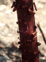 Arctostaphylos otayensis