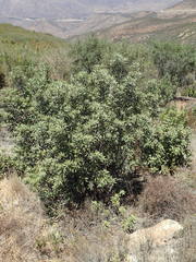 Comarostaphylis diversifolia