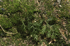 Hymenophyllum flexuosum