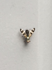 Chaetopsis massyla