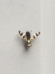 Chaetopsis massyla