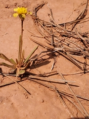 Arnica sororia