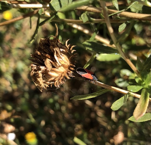 photo of Redcoat Seed Bug (Melanopleurus belfragei)