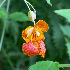 Impatiens capensis