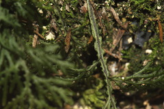 Hymenophyllum flexuosum