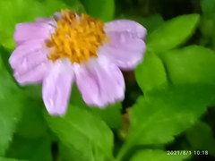 Bidens aequisquama
