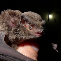 Miniopterus natalensis