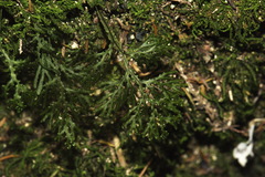 Hymenophyllum flexuosum