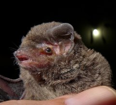 Miniopterus natalensis