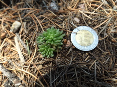 Sedum wrightii