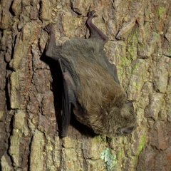 Miniopterus natalensis