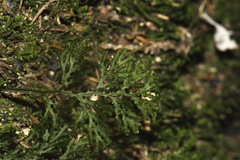 Hymenophyllum flexuosum