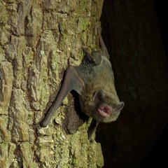 Miniopterus natalensis