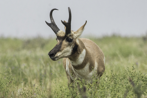 Pronghorn photographed in South Dakota
